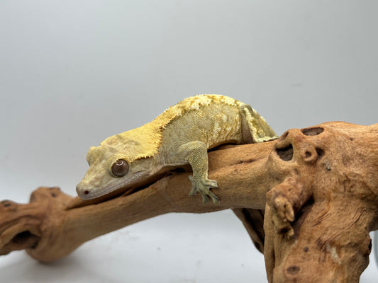 Male Brindle Crested Gecko BR-01m