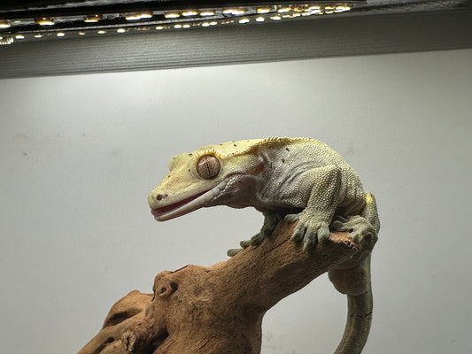 Dalmation Male Crested Gecko Mc2-12m