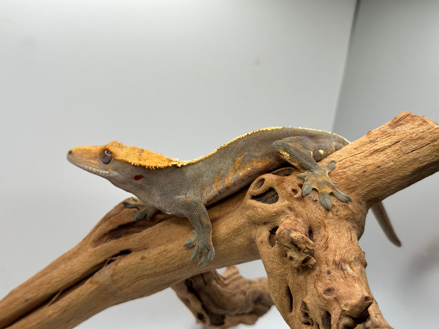 Harlequin Male Crested Gecko Mc2-07m