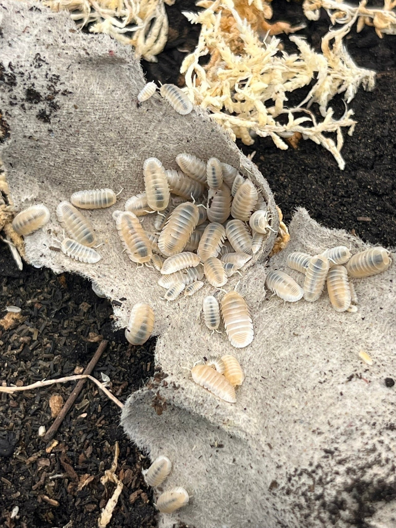 Glacier isopods(Cubaris Murina)