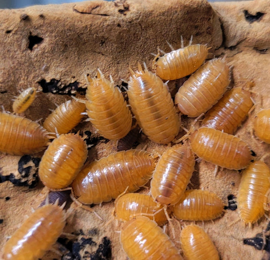 Orange laevis isopods(Porcellio laevis)